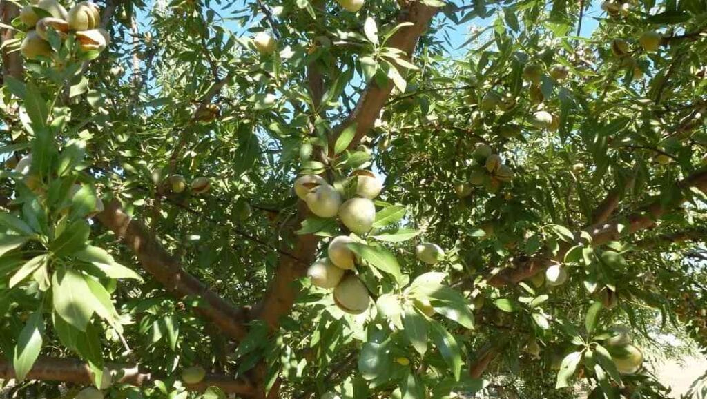 طريقة-زراعة-اللوز-1080×610