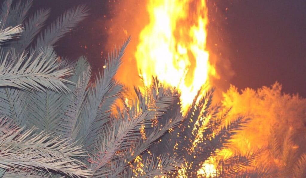 -نخيل-الحوف-3-e1512766409720-1080×630