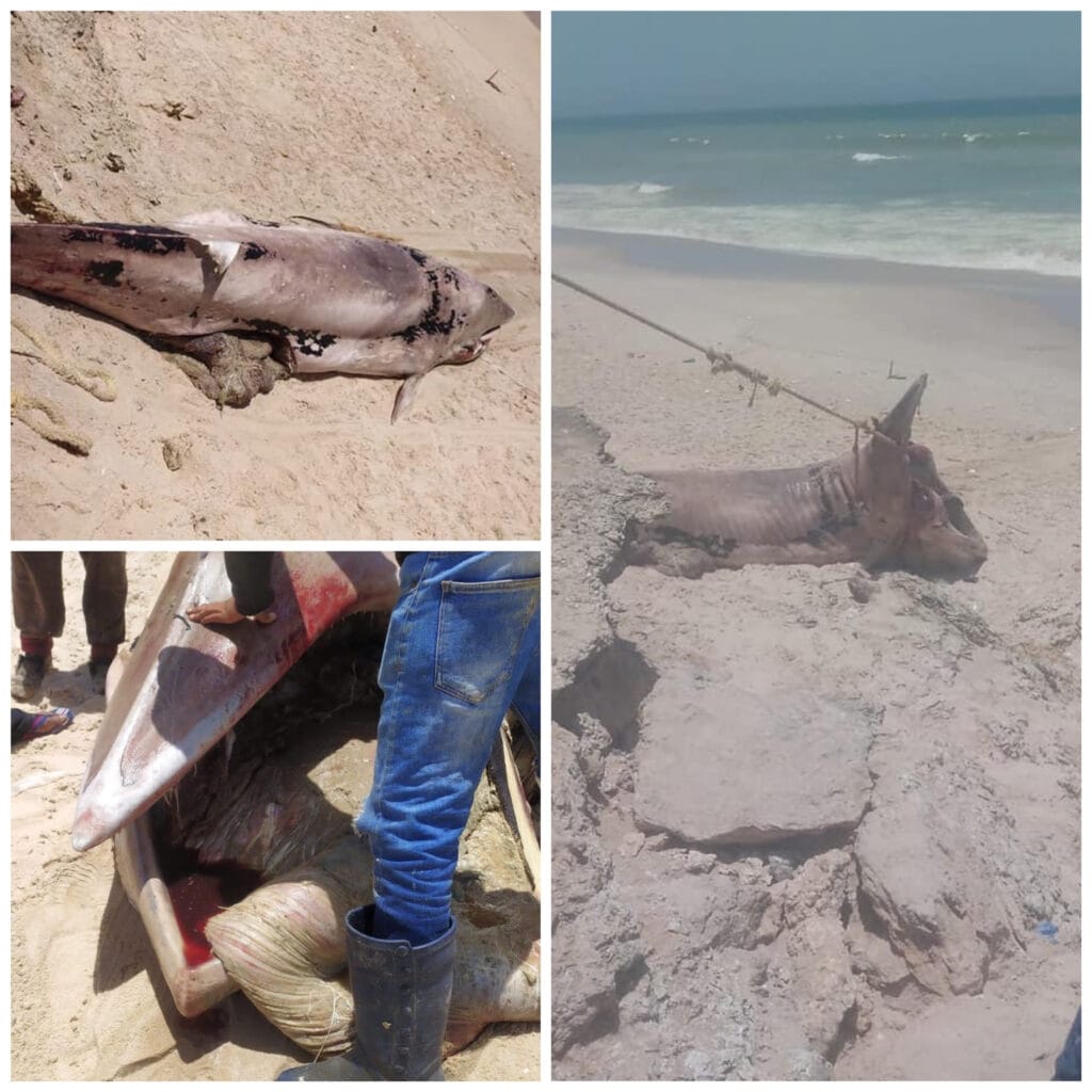 17AFA166-38D4-4446-8FD7-7F28A28ECA25